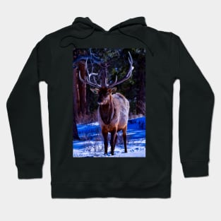 Elk Cutie - Rocky Mountain National Park Hoodie